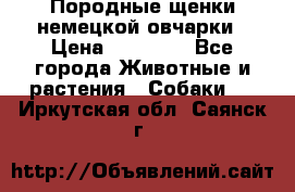 Породные щенки немецкой овчарки › Цена ­ 24 000 - Все города Животные и растения » Собаки   . Иркутская обл.,Саянск г.